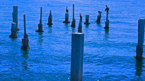 Wooden posts in the sea