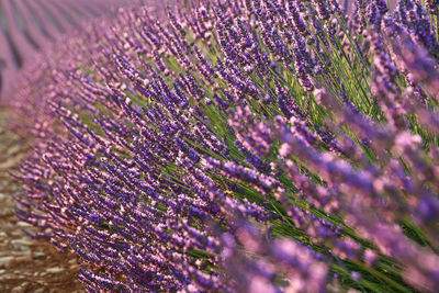 Close-up of lavender growing in farm
