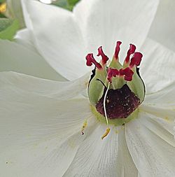 Close-up of red rose