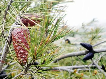 Close-up of pine cone on field during winter