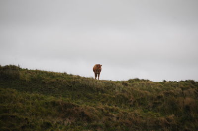 Lonesome cow