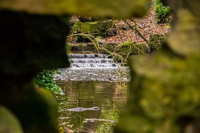 Close-up of plants against blurred water