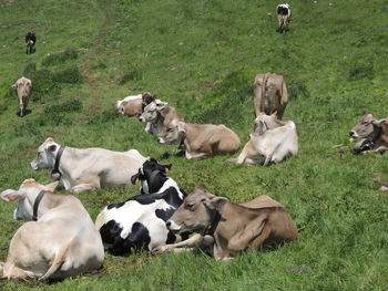 Cows in a field