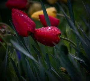 Close-up of wet red flower