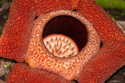 Close-up of christmas decoration