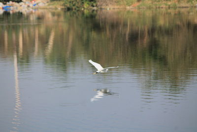 Gray heron on lake
