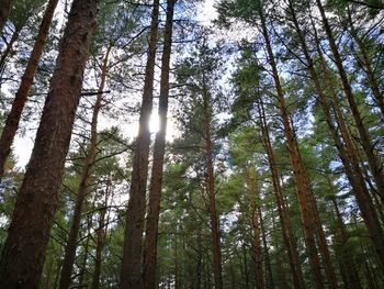 Low angle view of trees in forest