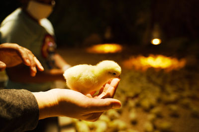 Close-up of hand holding young bird