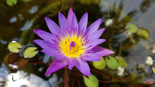 Close-up of lotus water lily in pond