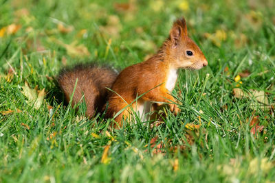 Squirrel on a field