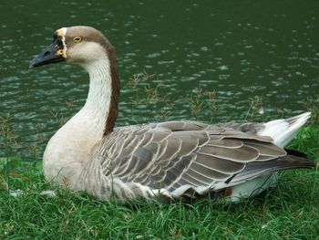 Close-up of bird on grass by lake