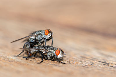 Close-up of flies mating on wood