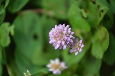 Close-up of pink flowers