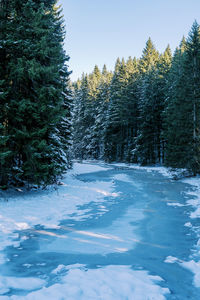 Trees on snow covered landscape