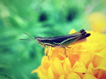 Close-up of insect on flower