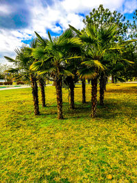 Trees on field against sky