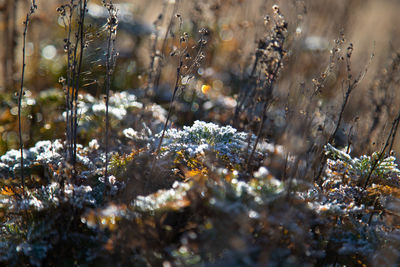 Close-up of frozen plants on land