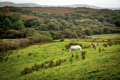 Horses grazing in a field