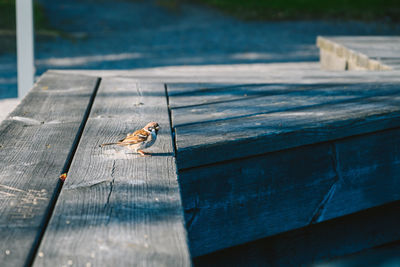 Close-up of insect on wooden bench