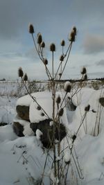 Close-up of frozen plants against lake