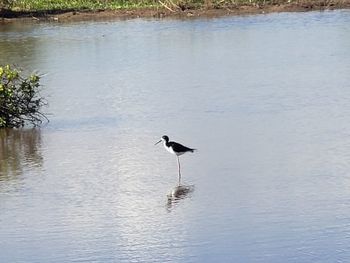 Bird in a lake