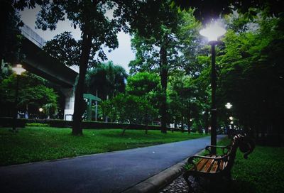 Trees in park at night