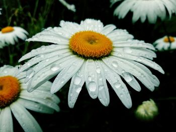 Close-up of wet daisy flower