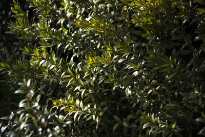 Full frame shot of plants