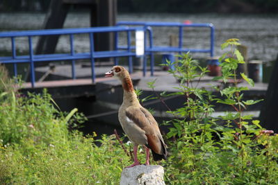 Close-up of bird perching on plant