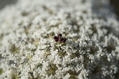 Close-up of white flower