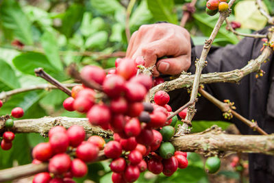 Close-up of berries growing on tree