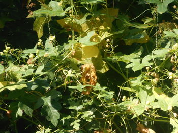 leaf