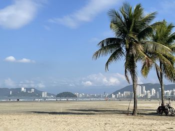 Palm trees on beach against sky