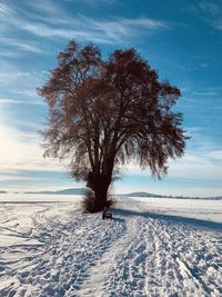 Tree on snow covered field against sky