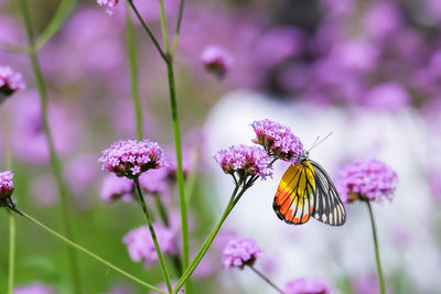 Close-up of butterfly pollinating on purple flower