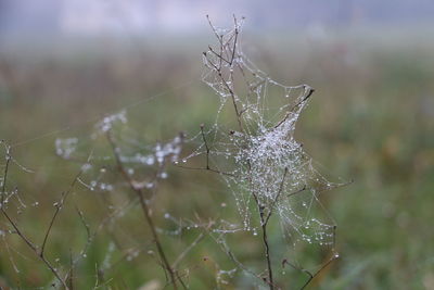 Close-up of spider web