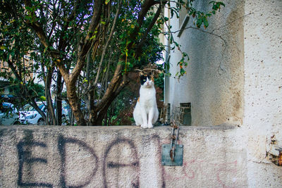 Cat sitting on wall