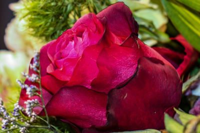 Close-up of red flower