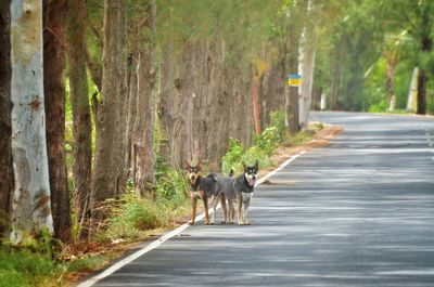 Dog standing on road amidst trees in forest