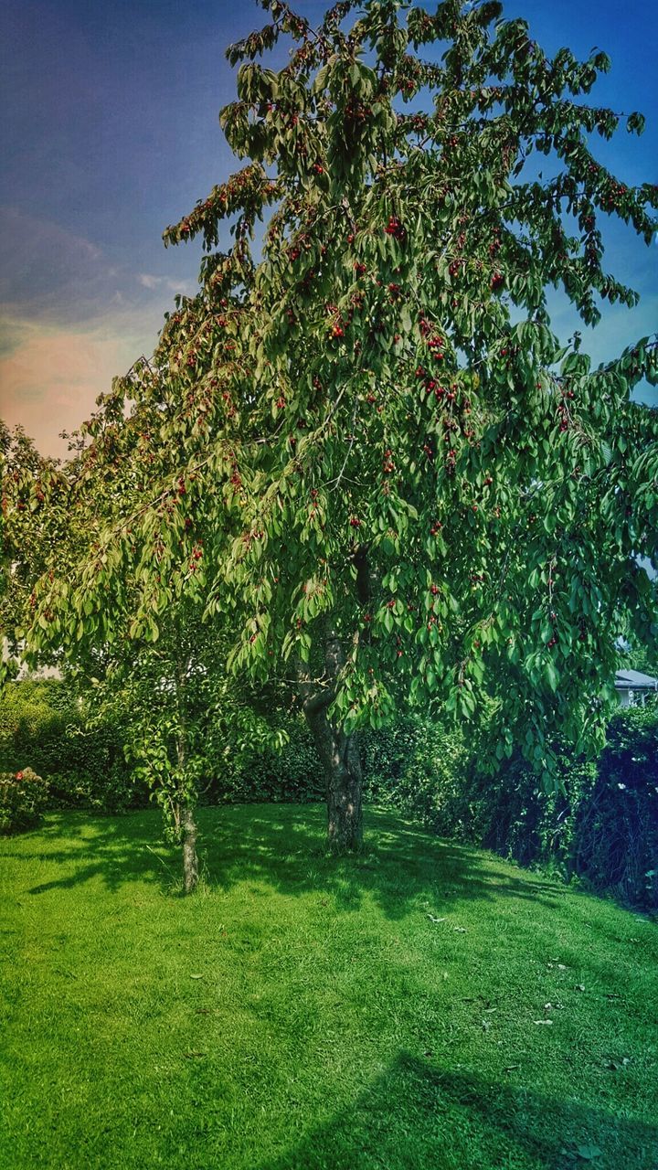 tree, grass, growth, green color, tranquility, tranquil scene, field, beauty in nature, nature, sky, grassy, scenics, sunlight, landscape, branch, park - man made space, green, plant, lush foliage, day