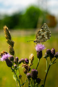 Close-up of butterfly pollinating on purple flower