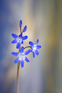 Close-up of purple flowering plant