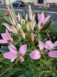 Close-up of pink flowering plants