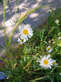 Close-up of white daisy flowers on field