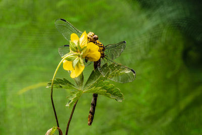 Close-up of butterfly pollinating on yellow flower