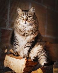 Portrait of cat sitting outdoors