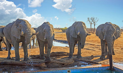 Herd of four elephants standing next to each other drinking 