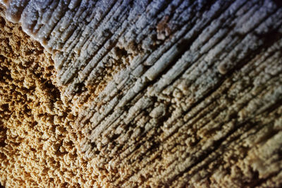 Full frame shot of tree trunk