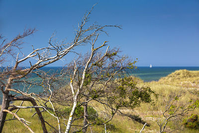 Plants by sea against clear blue sky