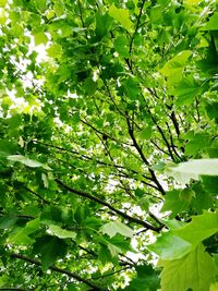 Low angle view of trees